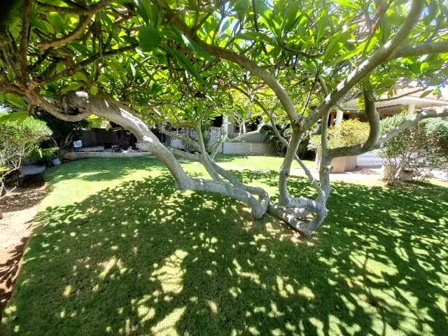 Frangipani de ramas retorcidas dando sombra sobre un amplio jardín de césped verde