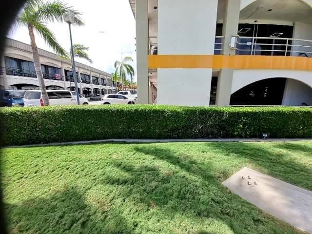 Seto recortado en primer plano frente a un edificio de varios pisos con estacionamiento